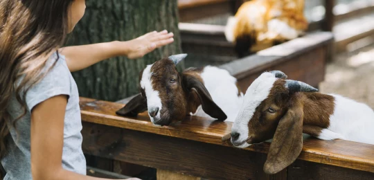Приключения на Алтае: детские развлечения на одной карте - фото