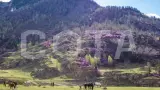 Цветение Маральника в долине Чулышмана - фото 2 (миниатюра)