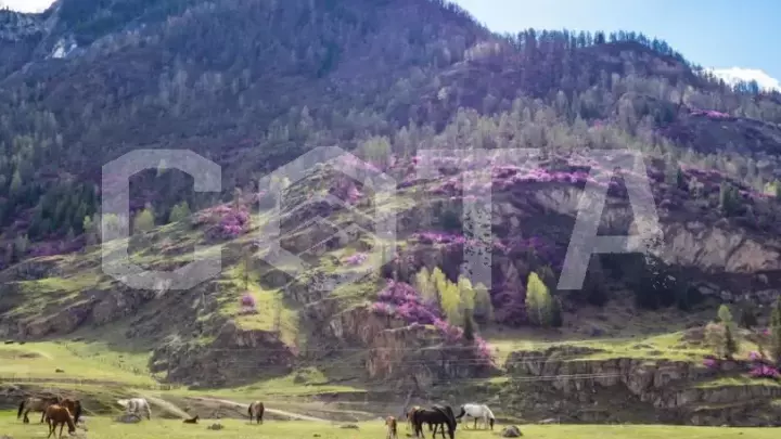 Цветение Маральника в долине Чулышмана - фото 2