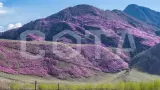 Цветение Маральника в долине Чулышмана - фото 1 (миниатюра)