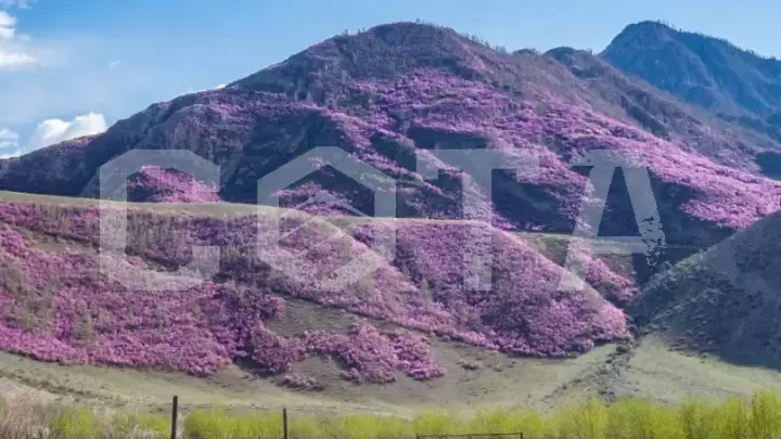 Цветение Маральника в долине Чулышмана - фото 1