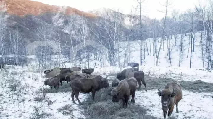 Отдых на Чемале на 2 дня - фото 3
