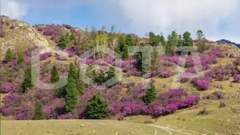 Цветение Маральника на Алтае - фото 4