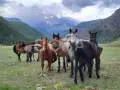 Алтайский обзорный - Комфортный тур 7 дней - фото 5 (миниатюра)