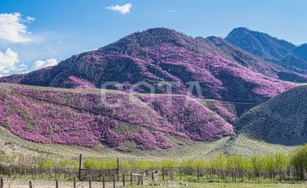Цветение Маральника на Алтае - фото 3