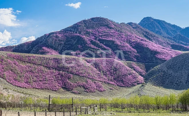 Цветение Маральника на Алтае - фото 2