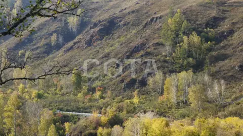 Прокат на лошади на Алтае на 2 часа с небольшим подъёмом на гору - фото 3