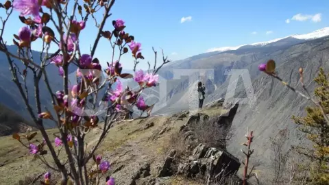 Большое цветение маральника - фото 1