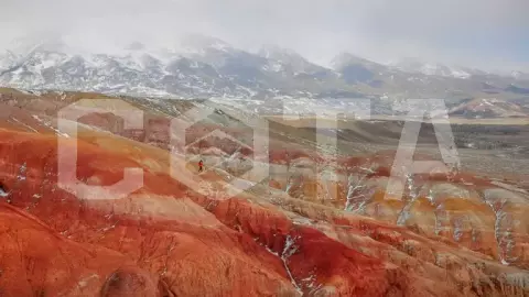 Большое цветение маральника - фото 2