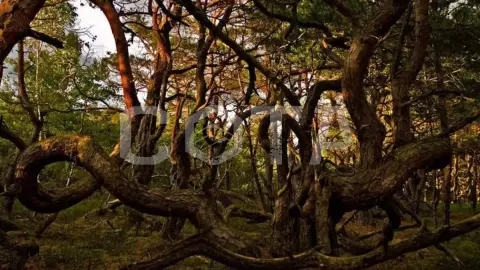 Куршская коса, г. Зеленоградск и дегустация в сыроварне Schaaken Dorf - фото 3