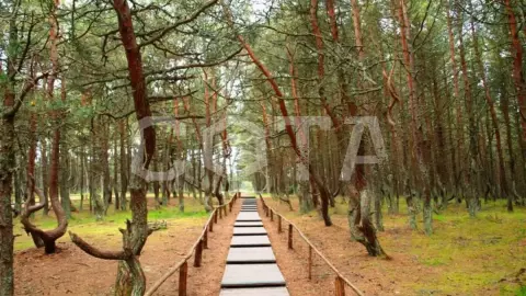 Куршская коса, г. Зеленоградск и дегустация в сыроварне Schaaken Dorf - фото 2