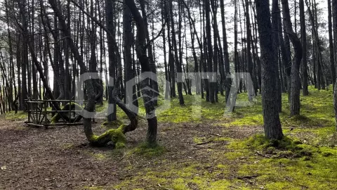 Куршская коса, г. Зеленоградск и дегустация в сыроварне Schaaken Dorf - фото 5