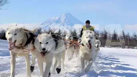 Катание на собачьих упряжках Посещение бассейна с термальной водой - фото 1