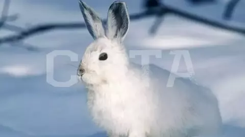 На снегоходах на горячие источники - фото 3
