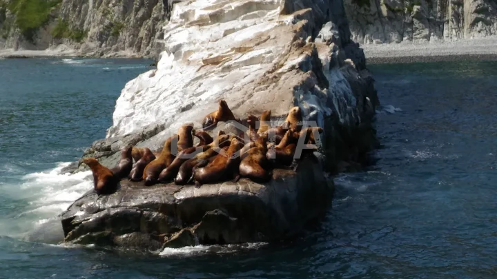 Морская прогулка к бухте Русской - фото 5