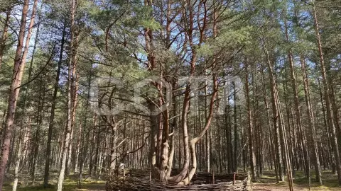 Куршская Коса + орнитологи (кольцевание) из Светлогорска - фото 2