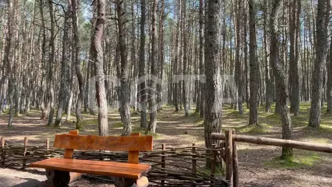 Куршская Коса + отдых на море из Светлогорска - фото 2