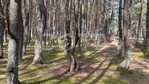 Куршская Коса + орнитологи (кольцевание) из Светлогорска - фото 1