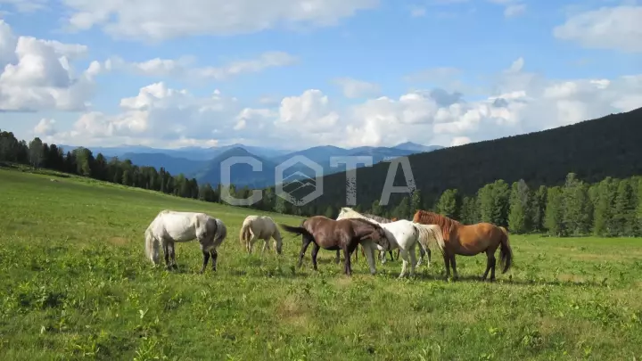 Конный тур к озеру Манас - фото 44