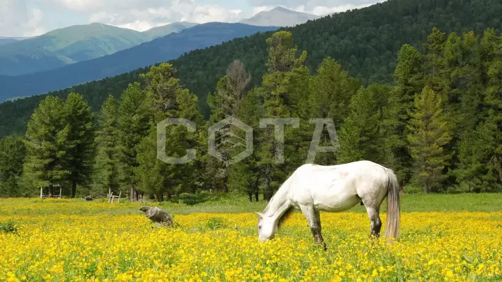 Конный тур к озеру Манас - фото 18