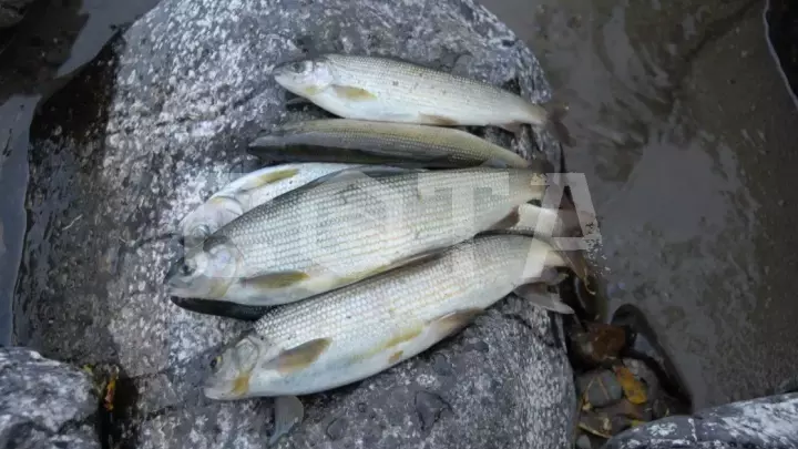 Сумультинский конный с рыбалкой - фото 2