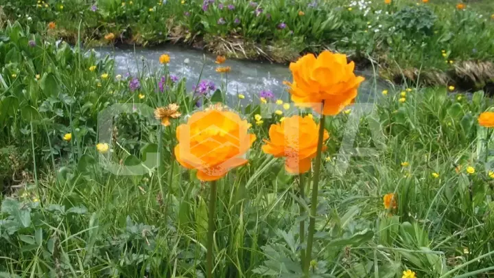 Конный тур к озеру Манас - фото 17