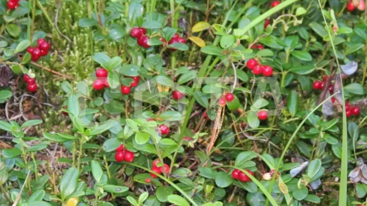 Сумультинский конный с рыбалкой - фото 13