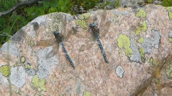 Конный тур к озеру Манас - фото 24