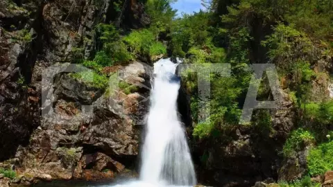Сибирские Джунгли - фото 1