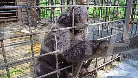Томская писаница. - фото 2
