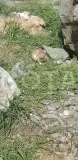 Джип тур "на поиски чёрного грифа" - фото 8 (миниатюра)