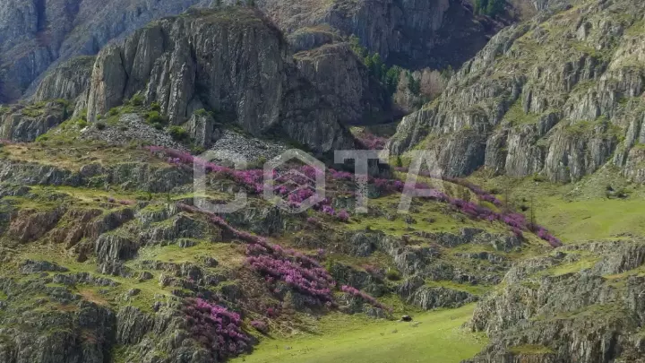Весна на Алтае - фото 23