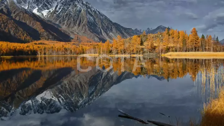 Золотые краски Алтая - фото 7