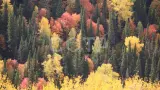 Золотые краски Алтая - фото 8 (миниатюра)