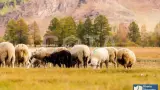 Джип-тур по Чуйскому тракту: Встреча с Маралами - фото 7 (миниатюра)