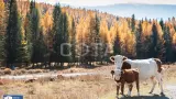 Джип-тур по Чуйскому тракту: Золотая осень на Алтае - фото 11 (миниатюра)