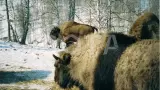 ЗУБРОПИТОМНИК и ЧЕРГИНСКИЕ СЫРЫ. - фото 1 (миниатюра)
