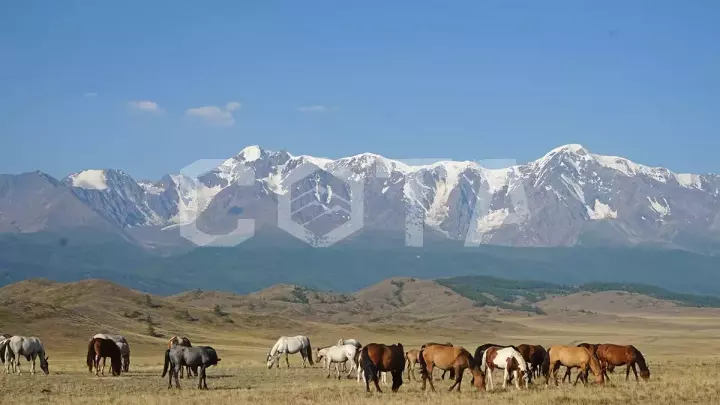 К Чуйским белкАм - фото 14