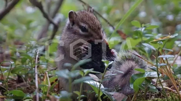 К Шавлинским озерам - фото 34