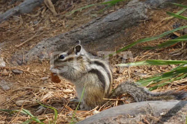 Мультинская сказка, кольцевой поход к озерам Катунского хребта - фото 16