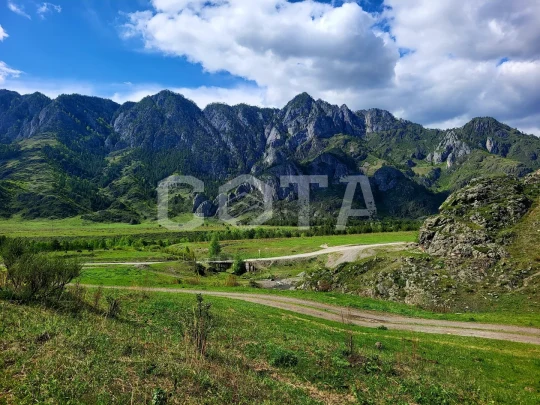 Алтайские краски: цветение маральника - фото 8