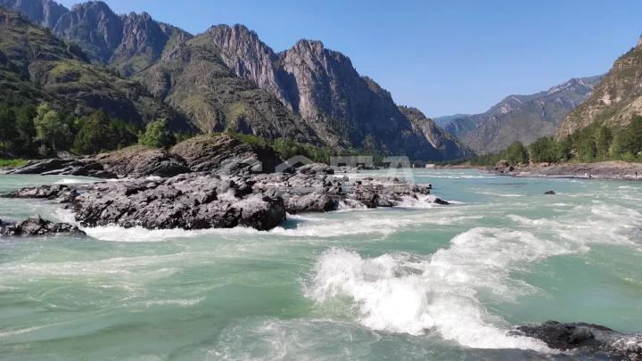 Алтайские краски: цветение маральника - фото 3