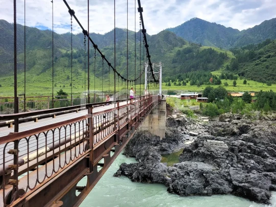 Алтайские краски: цветение маральника - фото 4