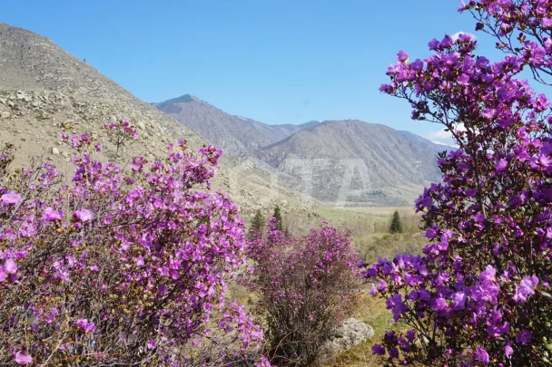 Яркий Алтай, весеннее автопутешествие - фото 20