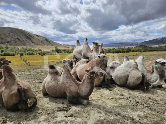 Алтай. Грани высокогорья, джип-тур - фото 8