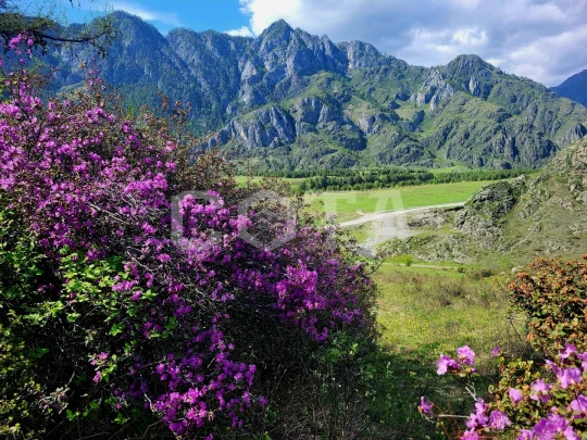 Алтайские краски: цветение маральника - фото 7