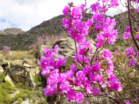Яркий Алтай, весеннее автопутешествие - фото 19