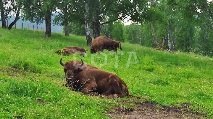 Алтайское долголетие - для тех, кто молод душой - фото 8