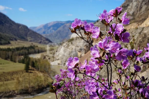 Яркий Алтай, весеннее автопутешествие - фото 18