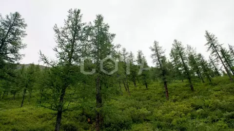 Пеший тур к Шавлинским озерам (эконом) - фото 3